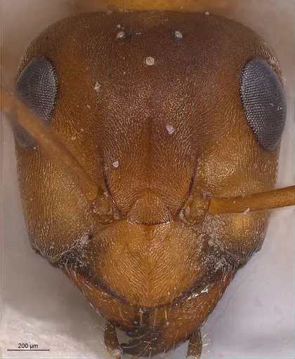 Formica orangea specimen