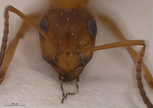 Formica orangea - ANTWEB1008418