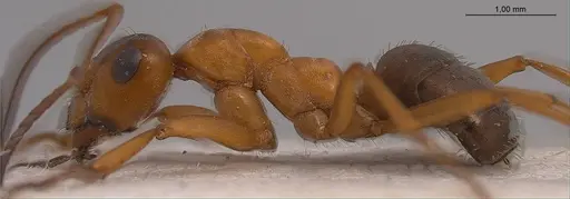 Formica orangea - ANTWEB1008418