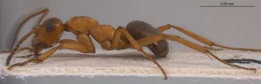 Formica orangea - ANTWEB1008418