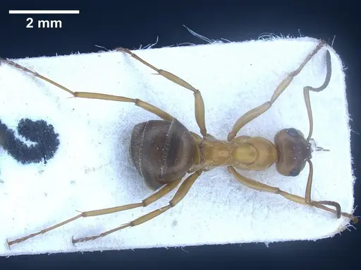 Formica orangea - ANTWEB1041263