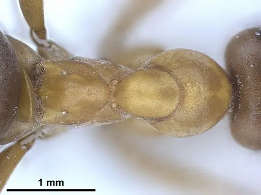 Formica orangea - ANTWEB1041263