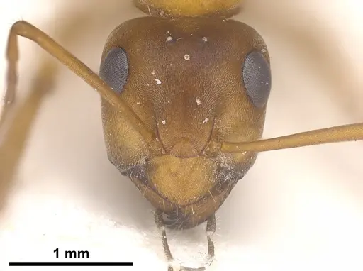 Formica orangea - ANTWEB1041263