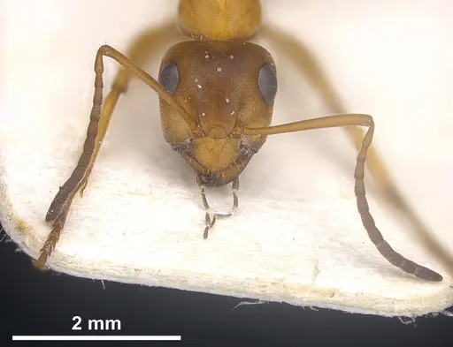 Formica orangea - ANTWEB1041263