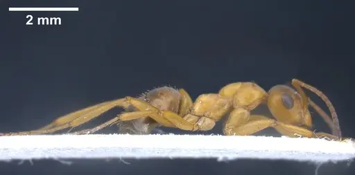 Formica orangea - ANTWEB1041263