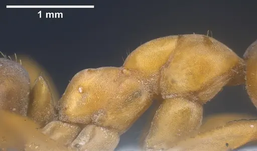 Formica orangea - ANTWEB1041263