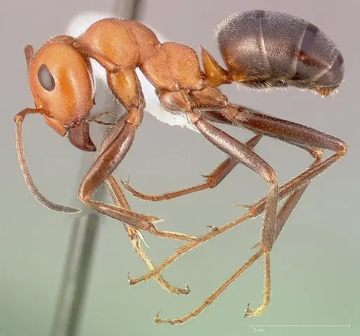 Formica oreas specimen