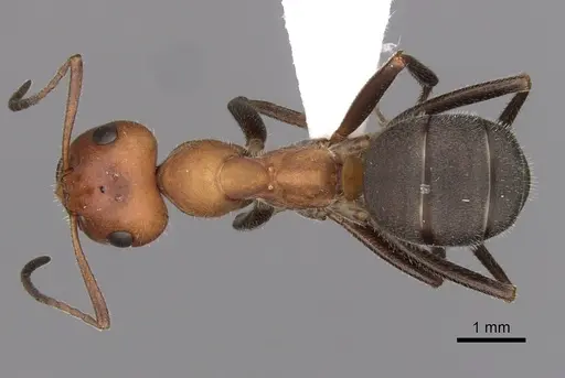 Formica oreas - CASENT0280403