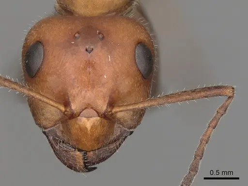 Formica oreas - CASENT0280403