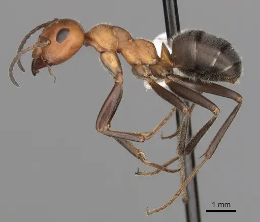 Formica oreas - CASENT0280403