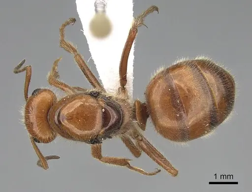 Formica oreas - CASENT0843929