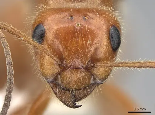 Formica oreas - CASENT0843929