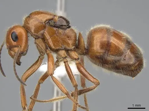 Formica oreas - CASENT0843929