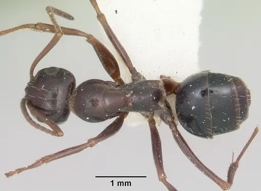 Formica oregonensis specimen