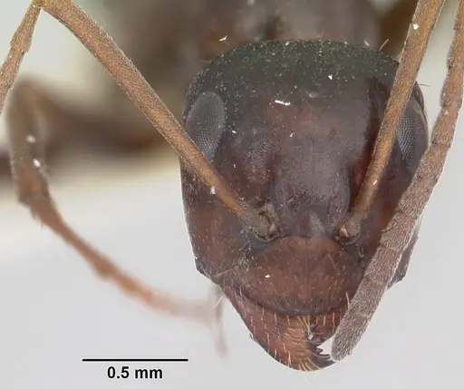 Formica oregonensis specimen