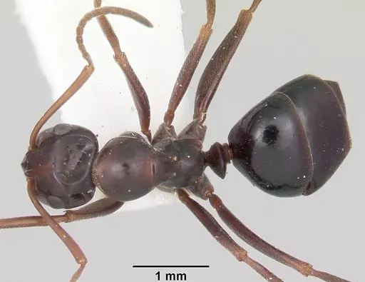 Formica oregonensis - CASENT0105755