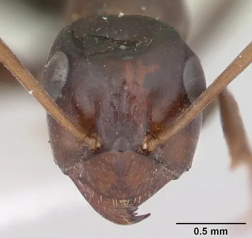 Formica oregonensis - CASENT0105755