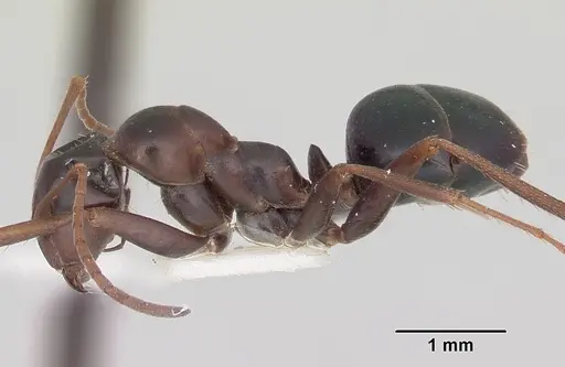 Formica oregonensis - CASENT0105755