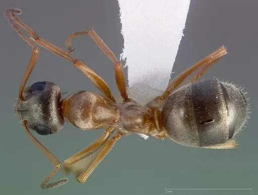 Formica pacifica specimen