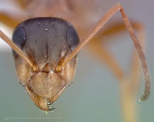 Formica pacifica specimen