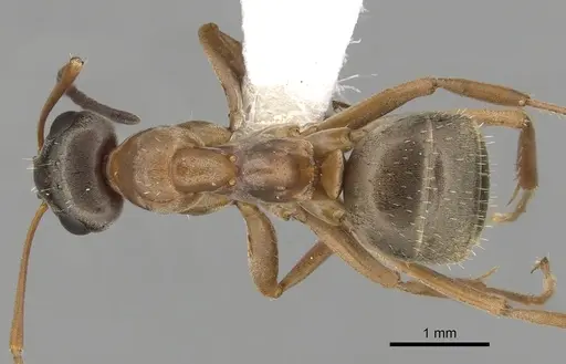 Formica pacifica - CASENT0280358