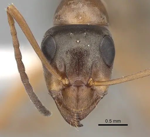 Formica pacifica - CASENT0280358