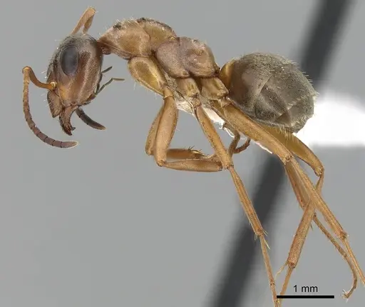 Formica pacifica - CASENT0280358