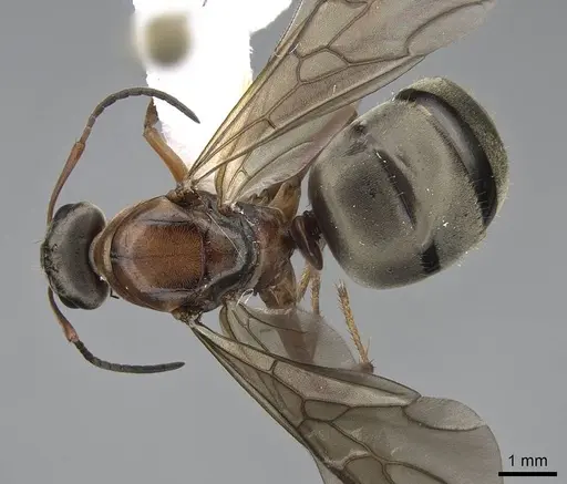 Formica pacifica - CASENT0761064