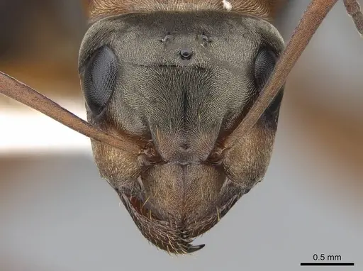 Formica pacifica - CASENT0761064