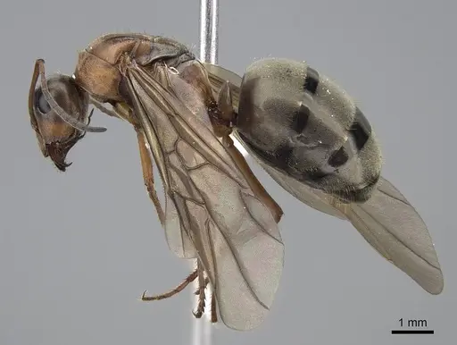 Formica pacifica - CASENT0761064