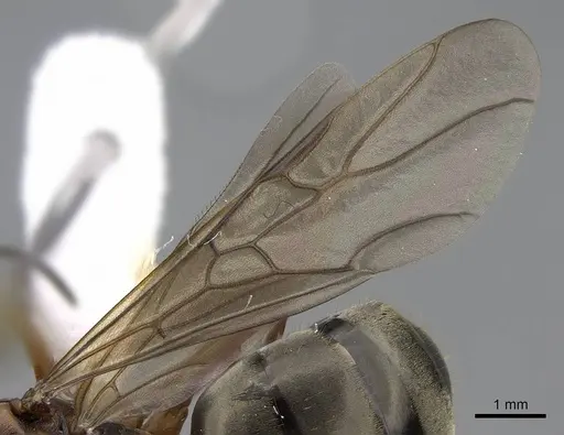 Formica pacifica - CASENT0761064