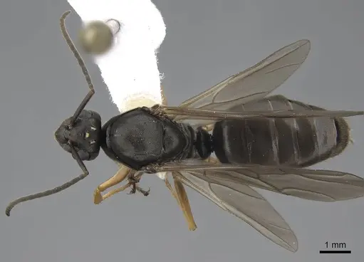 Formica pacifica - CASENT0761065