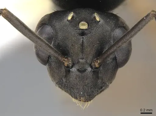 Formica pacifica - CASENT0761065