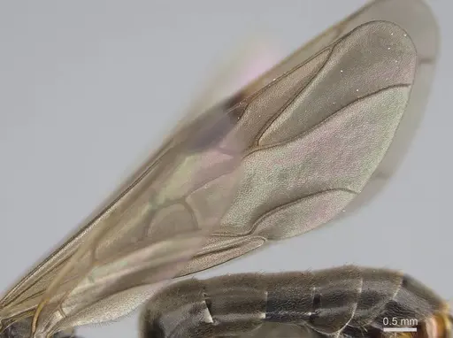 Formica pacifica - CASENT0761065