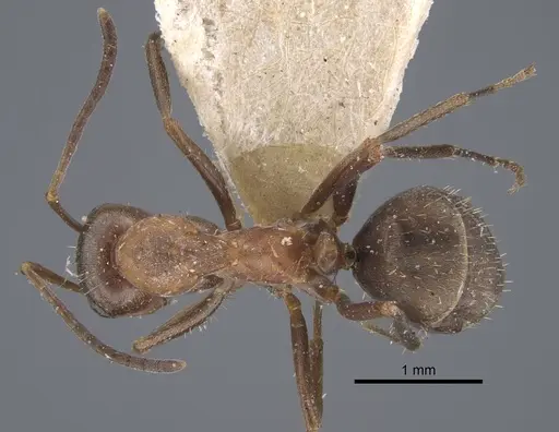 Formica pacifica - CASENT0917264