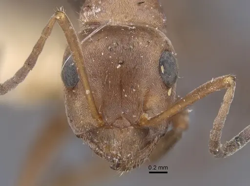 Formica pacifica - CASENT0917264