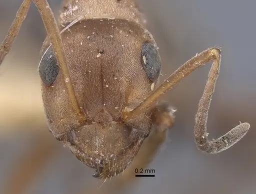 Formica pacifica - CASENT0917264