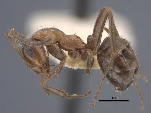 Formica pacifica - CASENT0917264