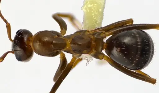 Formica pallidefulva specimen