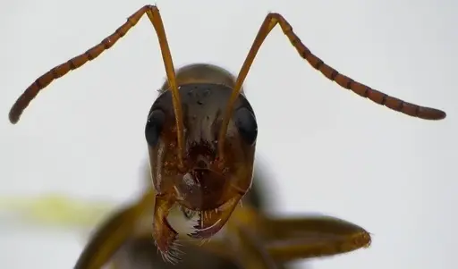 Formica pallidefulva specimen