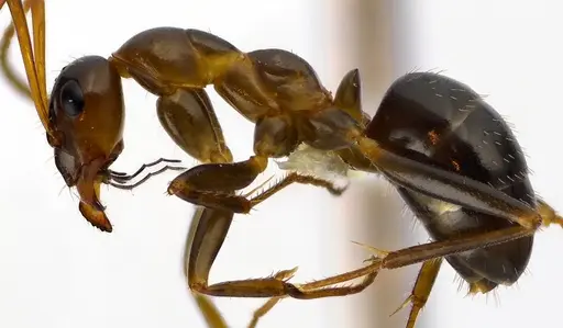 Formica pallidefulva specimen