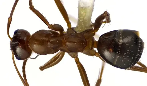 Formica pallidefulva - ANTWEB1041596