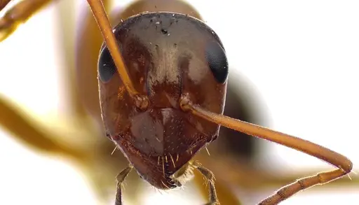 Formica pallidefulva - ANTWEB1041596