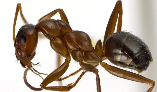 Formica pallidefulva - ANTWEB1041596
