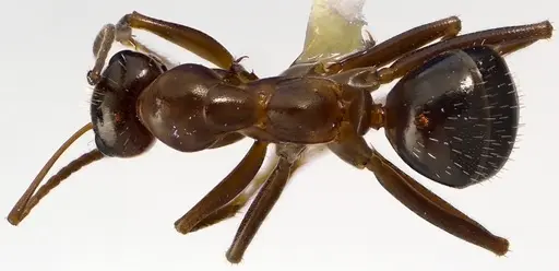 Formica pallidefulva - ANTWEB1041622