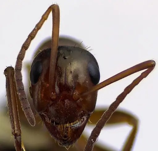 Formica pallidefulva - ANTWEB1041622