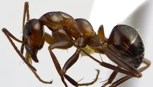 Formica pallidefulva - ANTWEB1041622