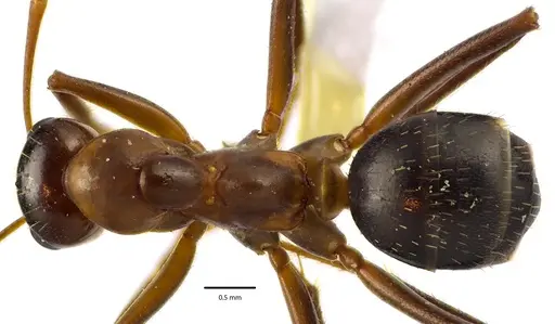Formica pallidefulva - ANTWEB1041635