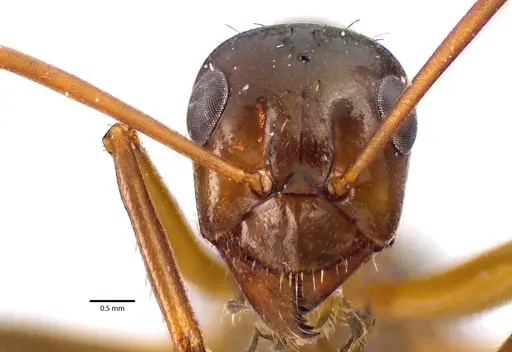 Formica pallidefulva - ANTWEB1041635