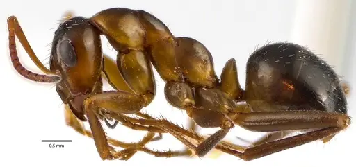 Formica pallidefulva - ANTWEB1041635